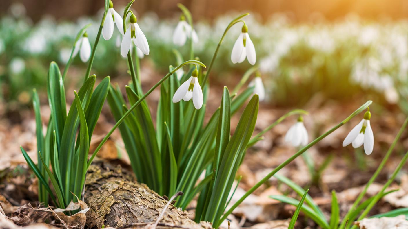 iStock-Risveglio di primavera