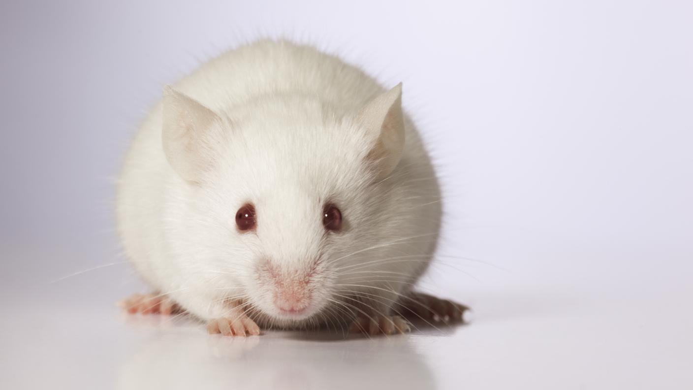 iStock_Topo, Bianco, Occhio di animale, Roditore, Animale