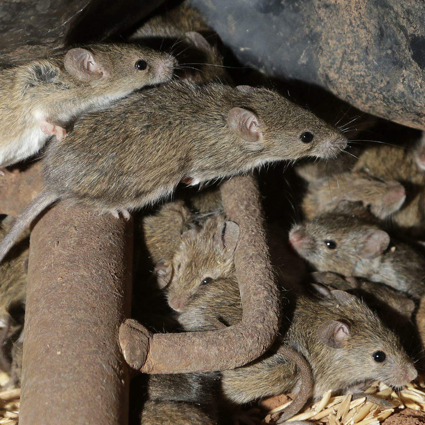 Invasione di topi in Australia