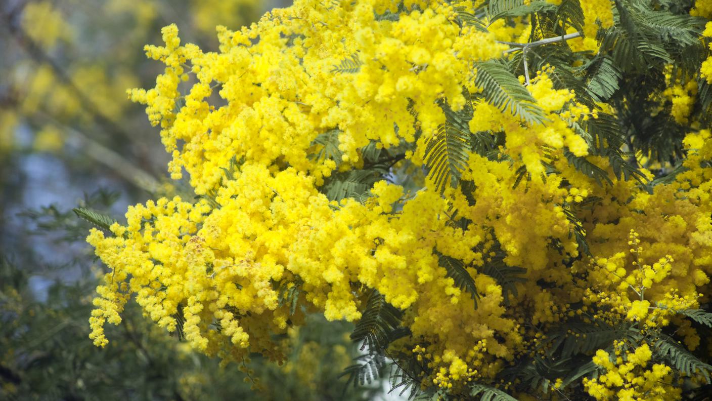 iStock-Mimosa