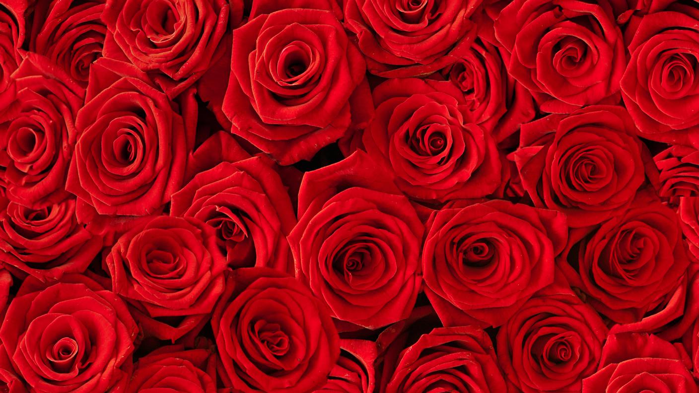 iStock-Rose