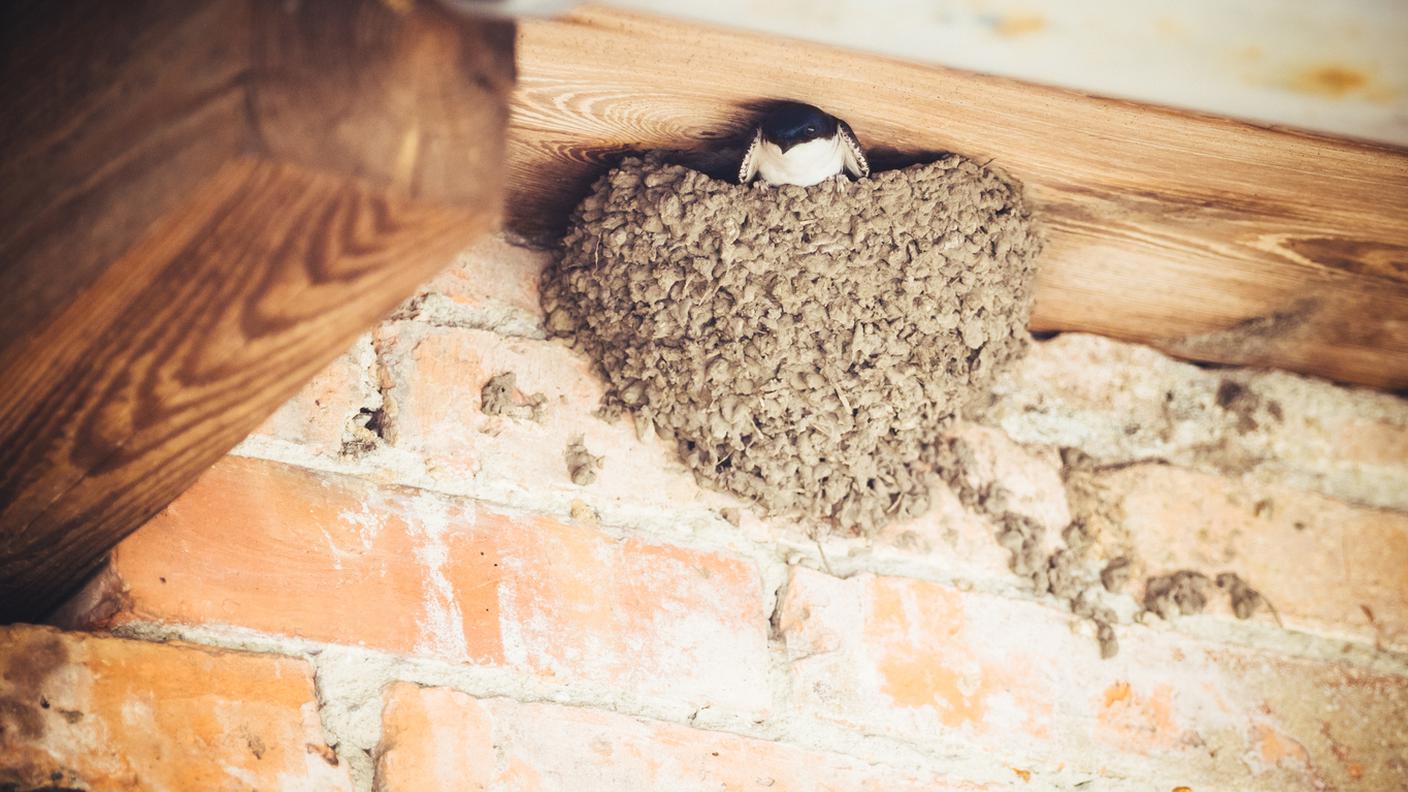 iStock-Balestruccio