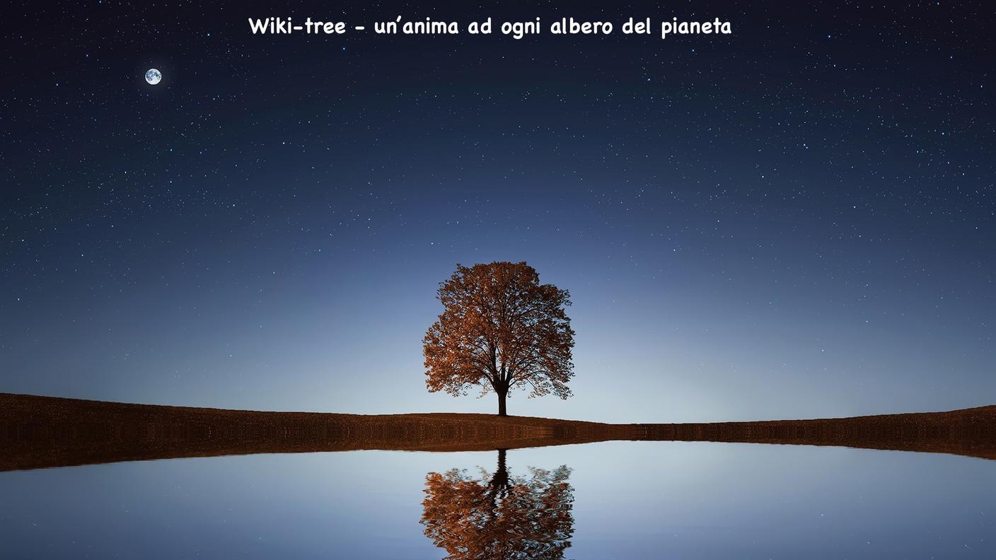 Wiki-Tree