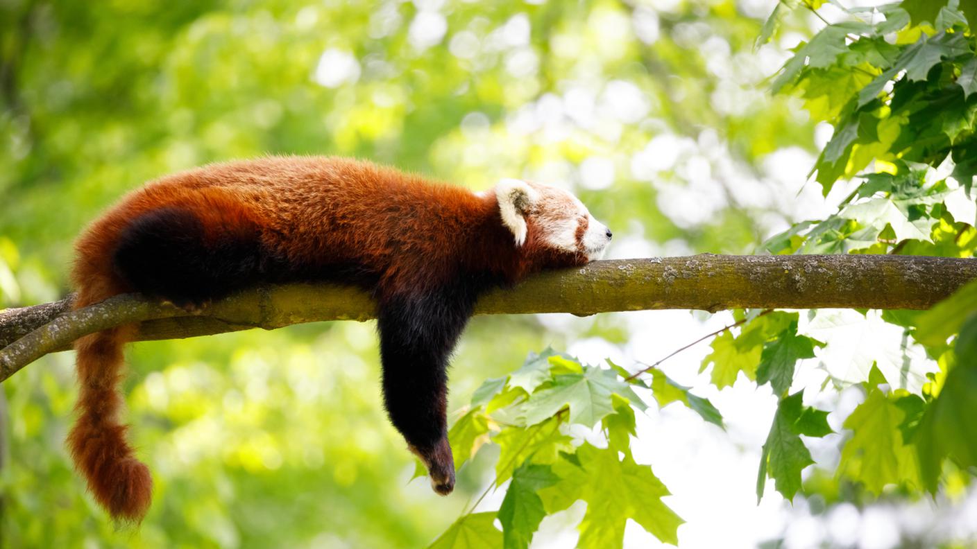 iStock-Polonia, Acero, Albero, Animale, Composizione orizzontale
