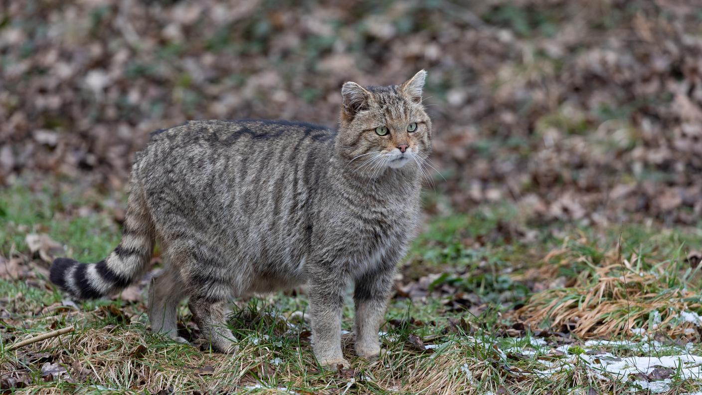 Gatto selvatico