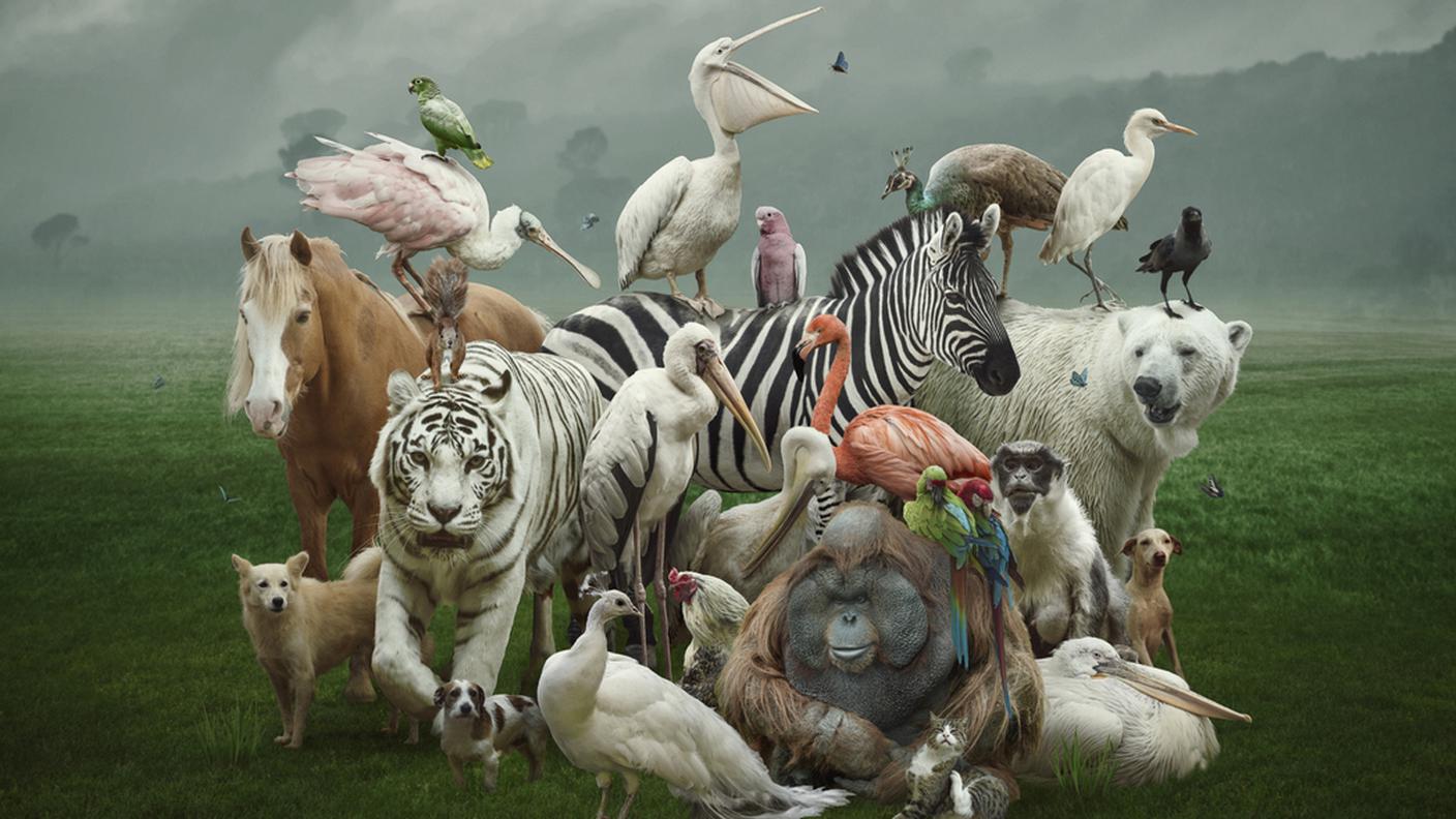Animali