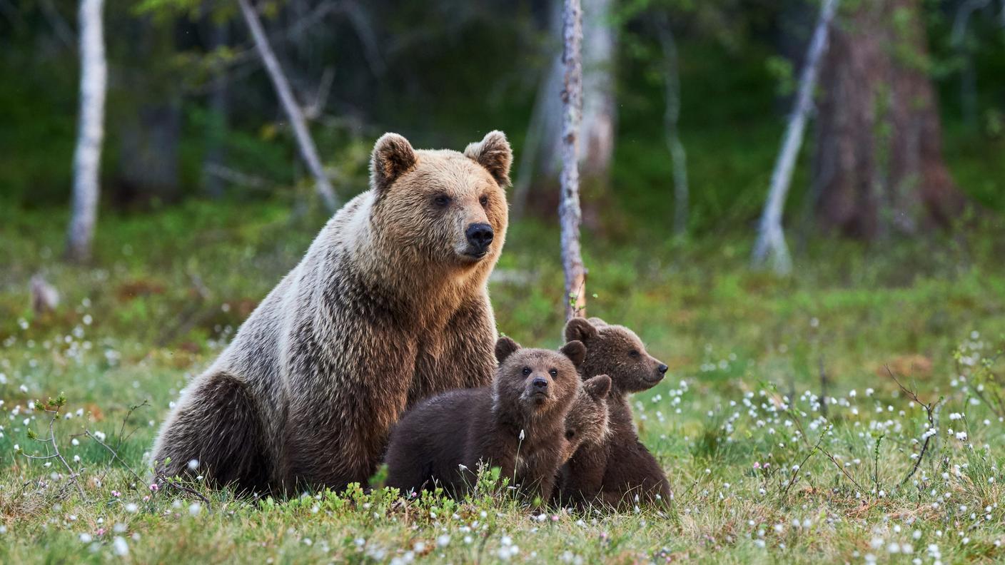 Orso