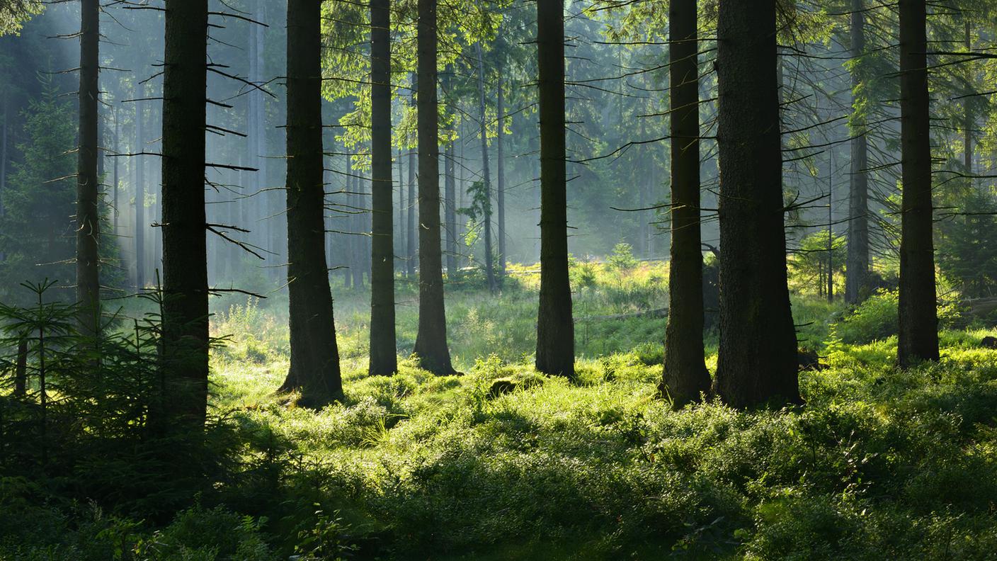 iStock-Foresta, Zona arborea, Bosco, Foresta boreale, Germania