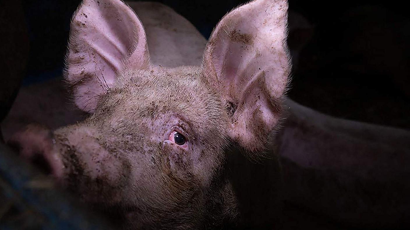 "HIDDEN: animals in the anthropocene" di Jo-Anne McArthur, Safara editore (dettaglio di copertina)
