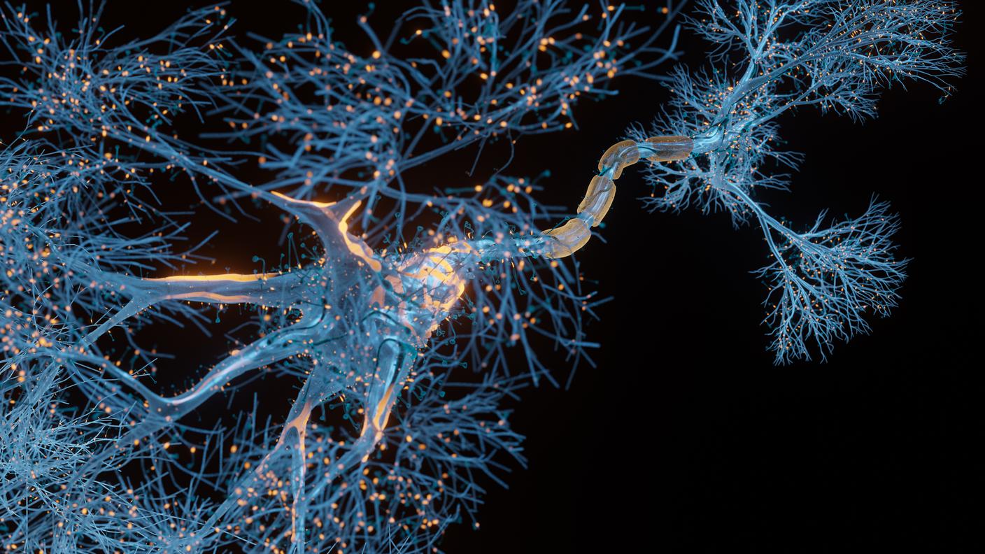 Cellule neuronali 