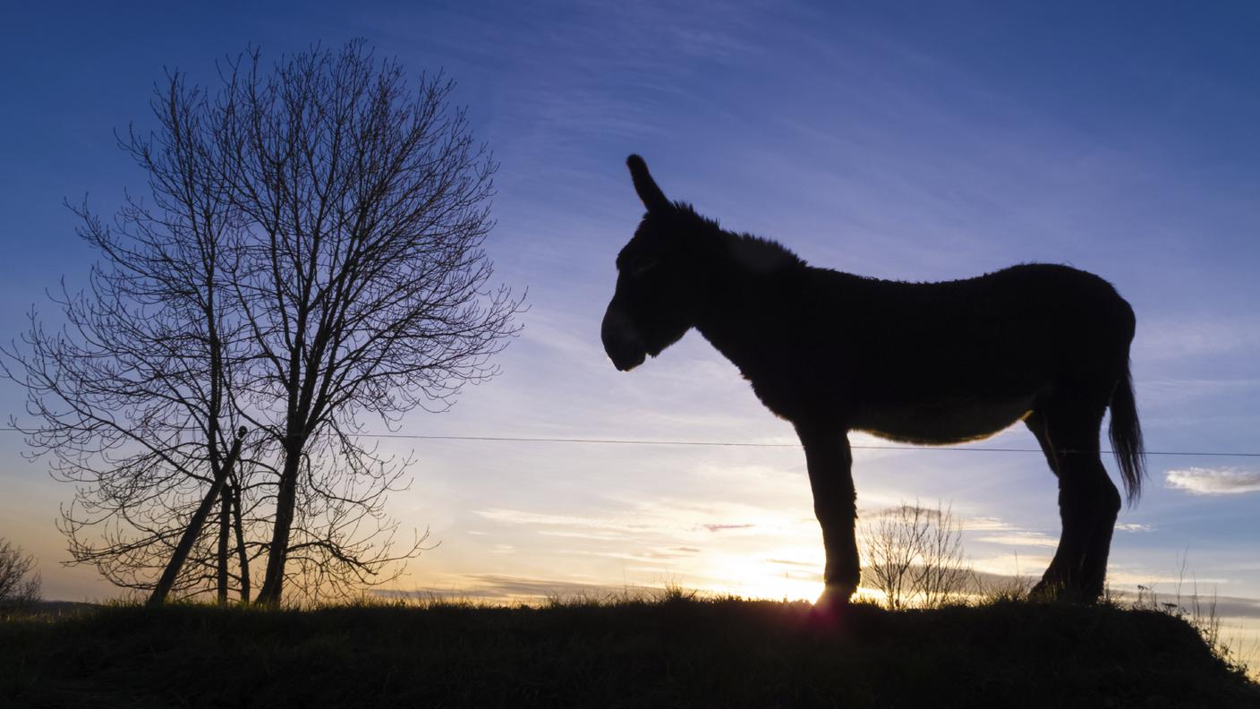iStock_Somaro, Albero, Rilassamento, Cucciolo di animale, Vecchio