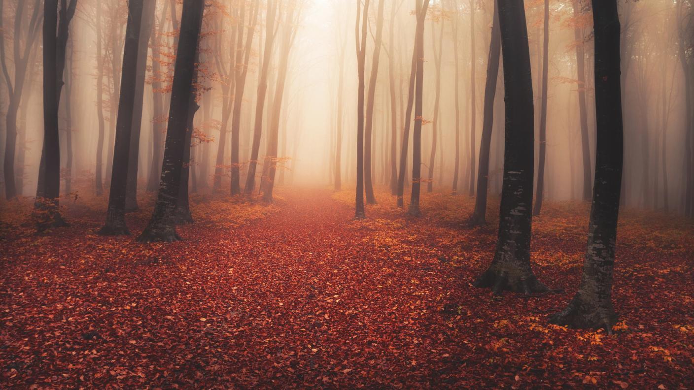 iStock_Albero, Notte, Sfondi, Tempo atmosferico, Natura