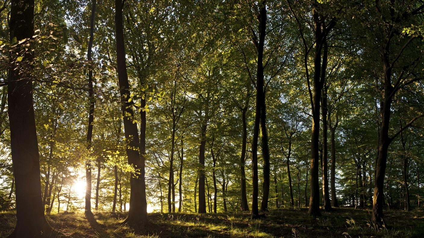 iStock_bosco incantato