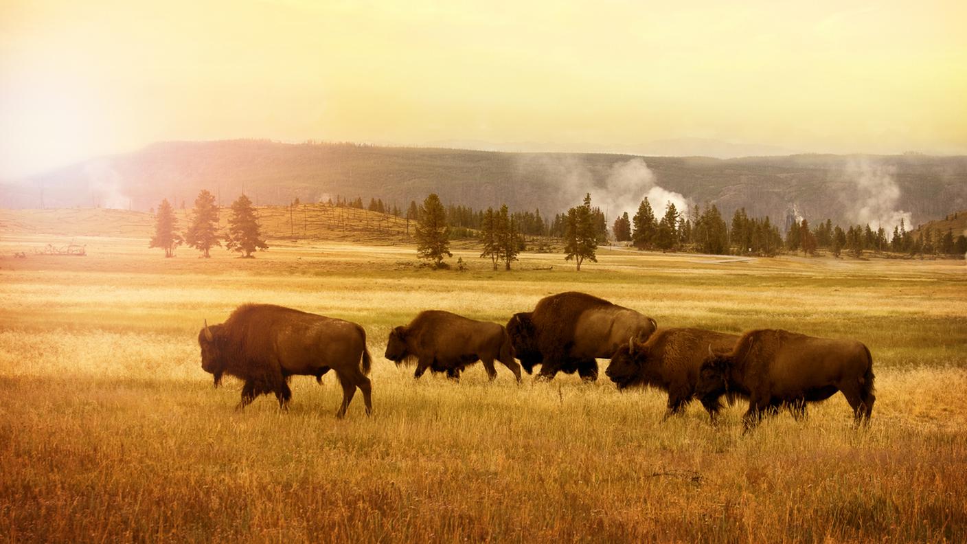 iStockBisonti 