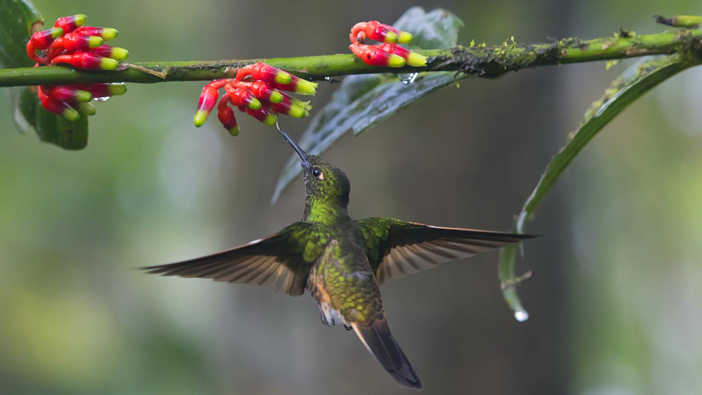 Colibrì