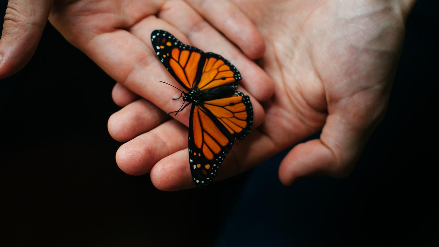 iStock-Mano umana, Farfalla monarca, Composizione orizzontale, Darsi la mano, Fotografia - Immagine