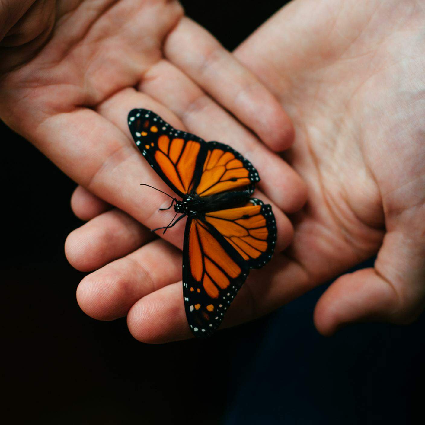 iStock-Mano umana, Farfalla monarca, Composizione orizzontale, Darsi la mano, Fotografia - Immagine