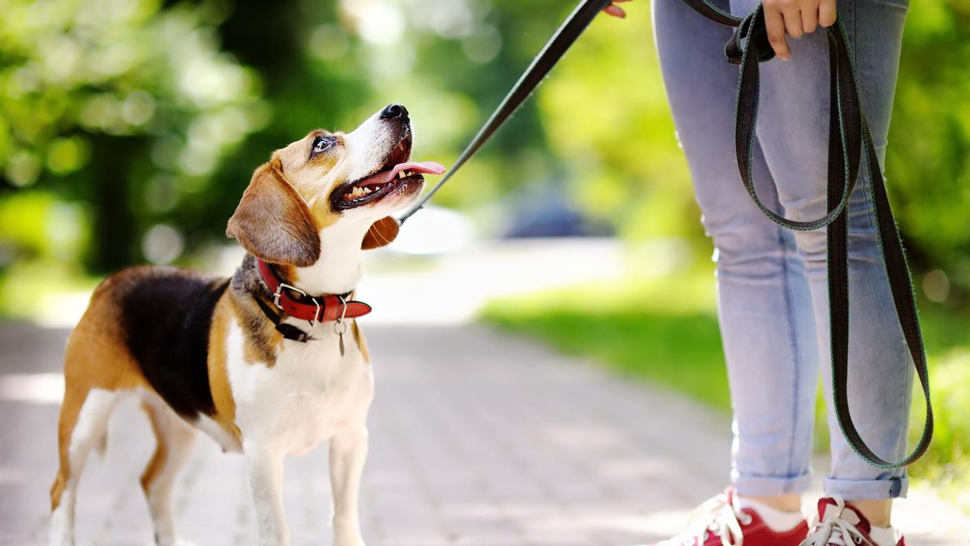 Cane, Camminare, Collare, Guinzaglio per animale, Animale da compagnia