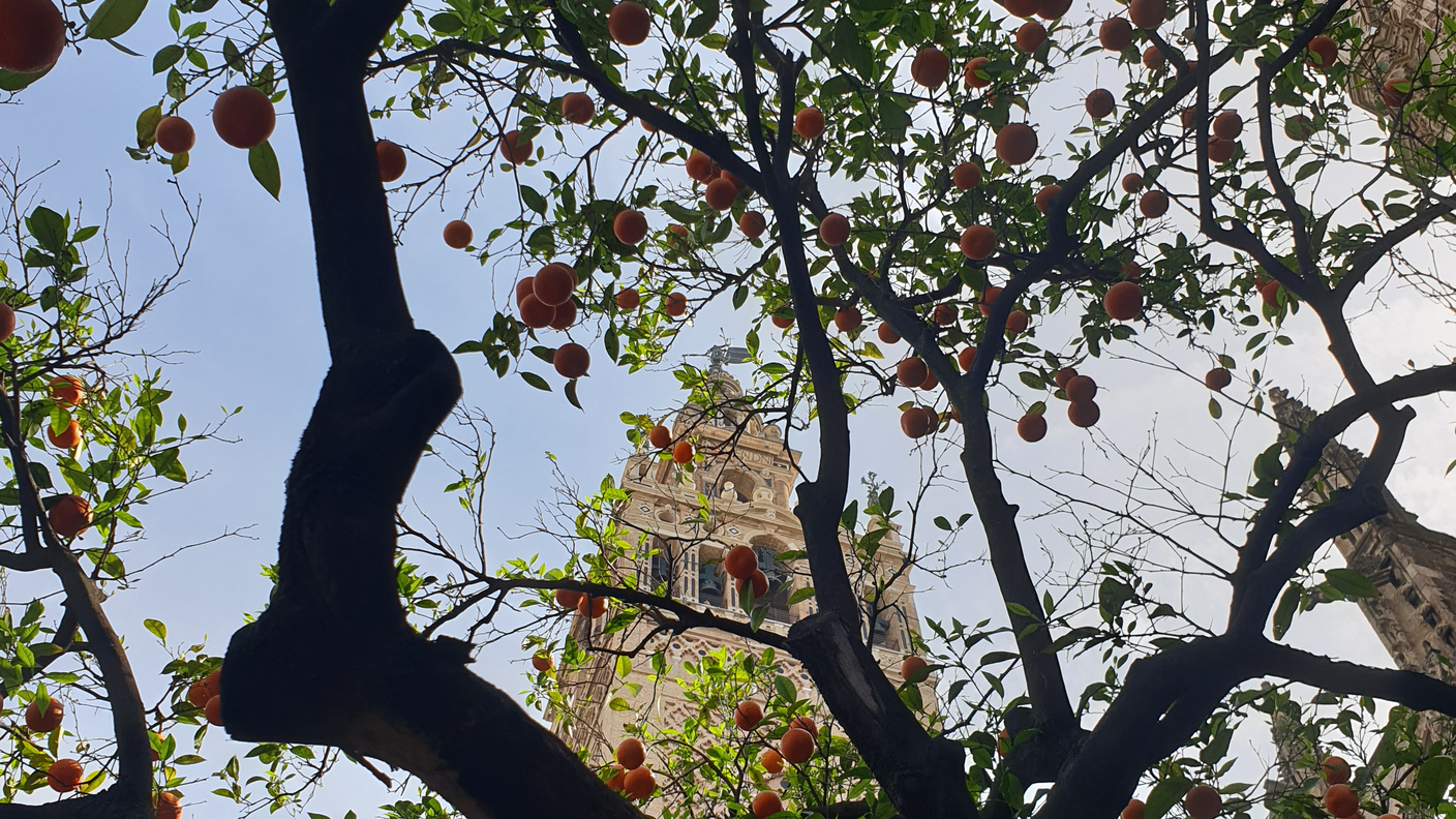 Cattedrale di Siviglia, la Torre della Giralda vista dal Patio degli aranci