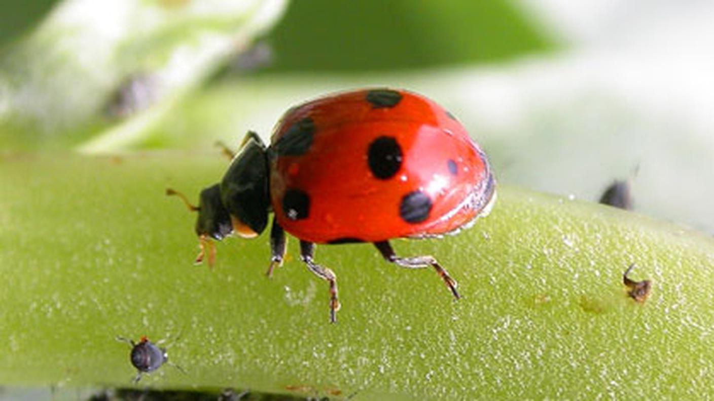 Coccinella asiatica