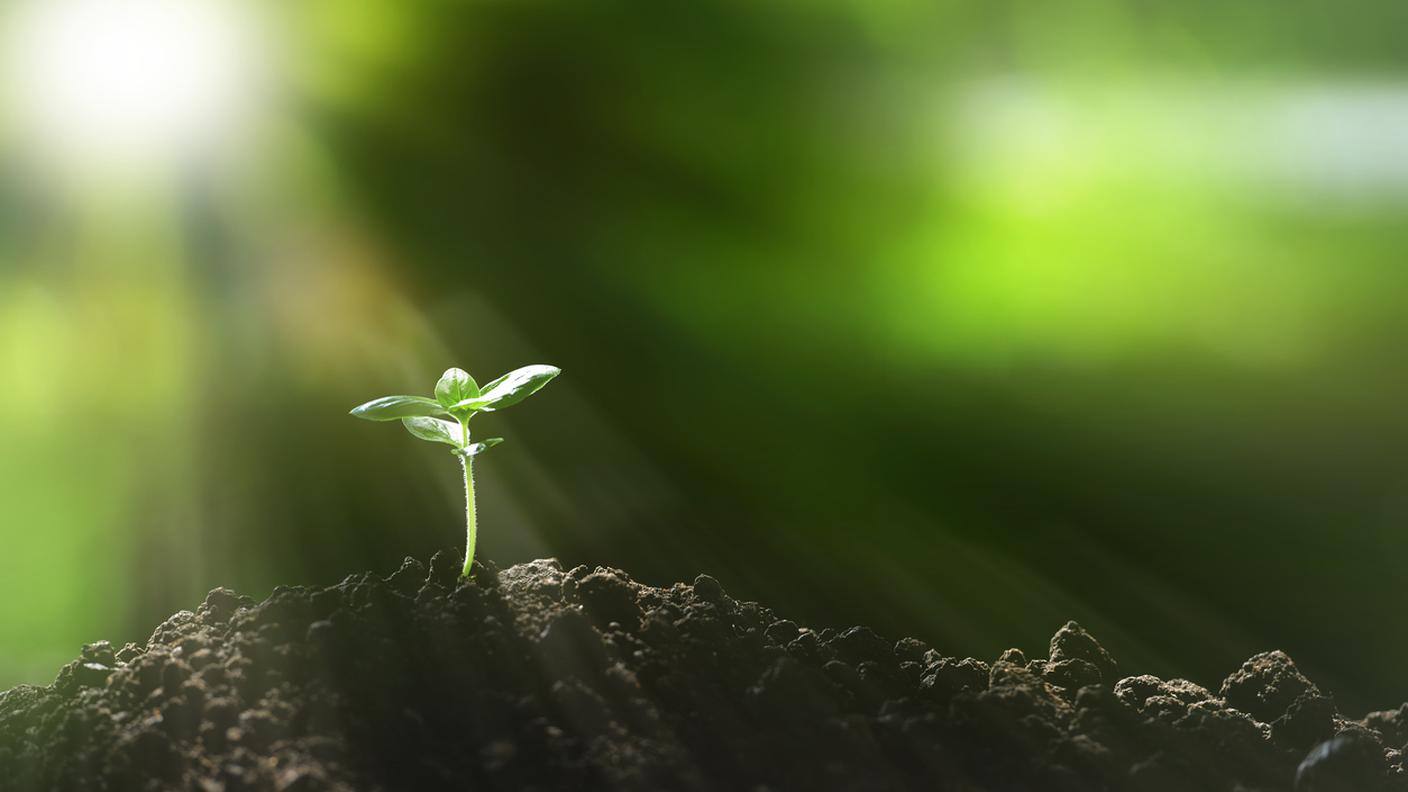 iStock-Piante