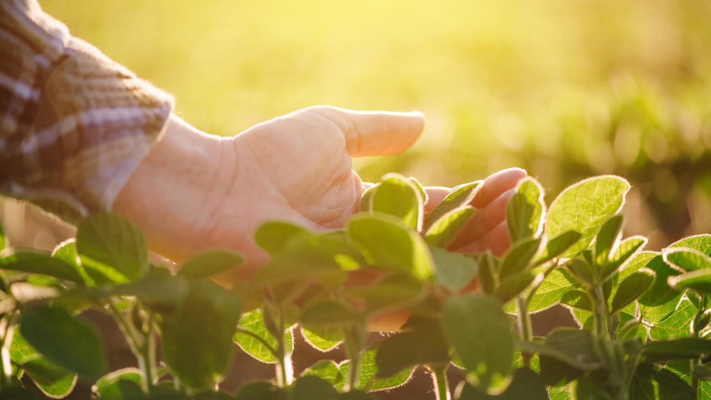 iStock-Mano, Flora, Piantina di semenzaio, Mano umana, Serbia