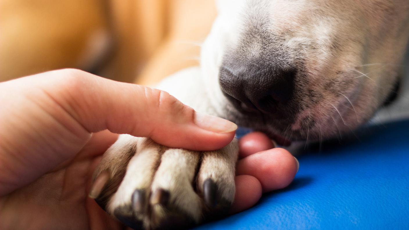 iStock-Animale, Animale da compagnia, Baciare, Cagnolino, Cane