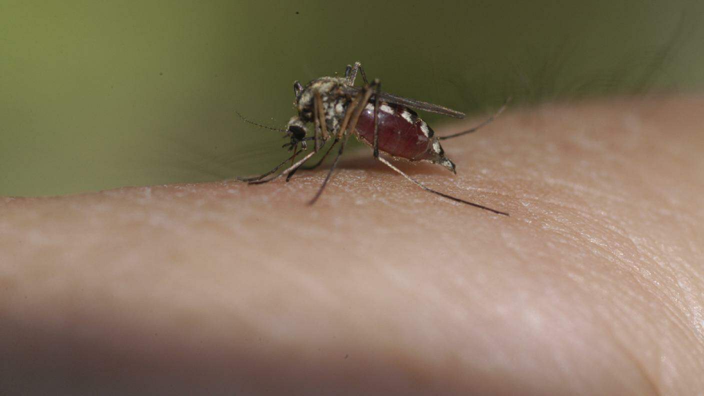 zanzara_malaria