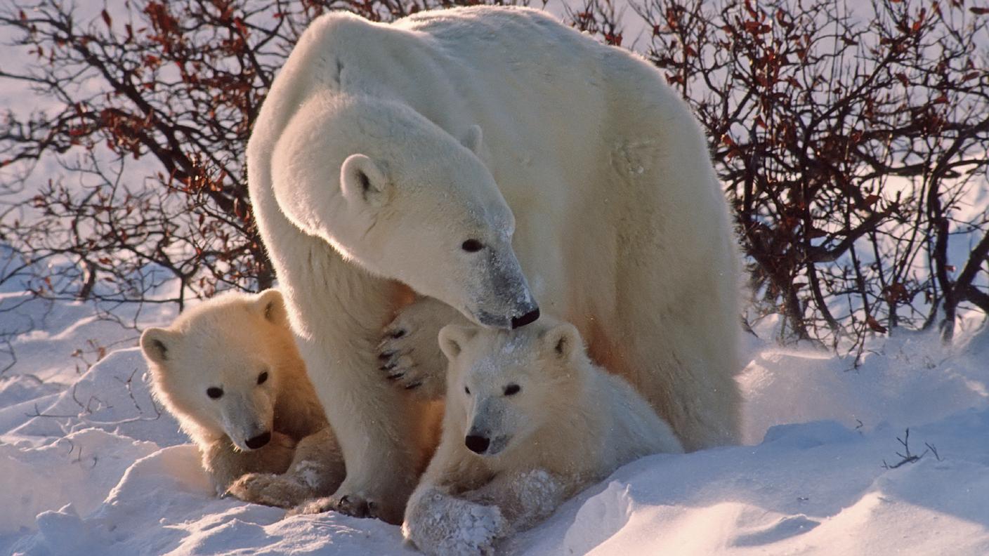 iStock_Orsa mamma con piccoli