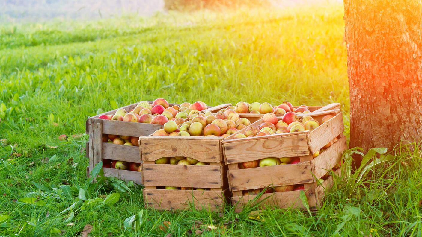 raccolta di mele, melo