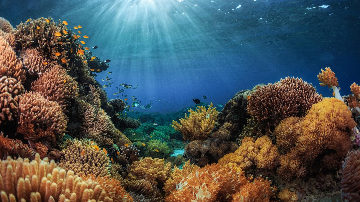 iStock-Barriera corallina, Pesce, Animale, Organismo vivente, Indonesia