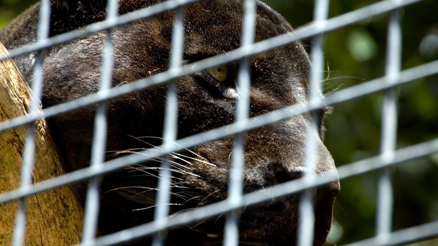 iStock-Pantera nera, Giaguaro, Animale, Felino, Felino selvatico