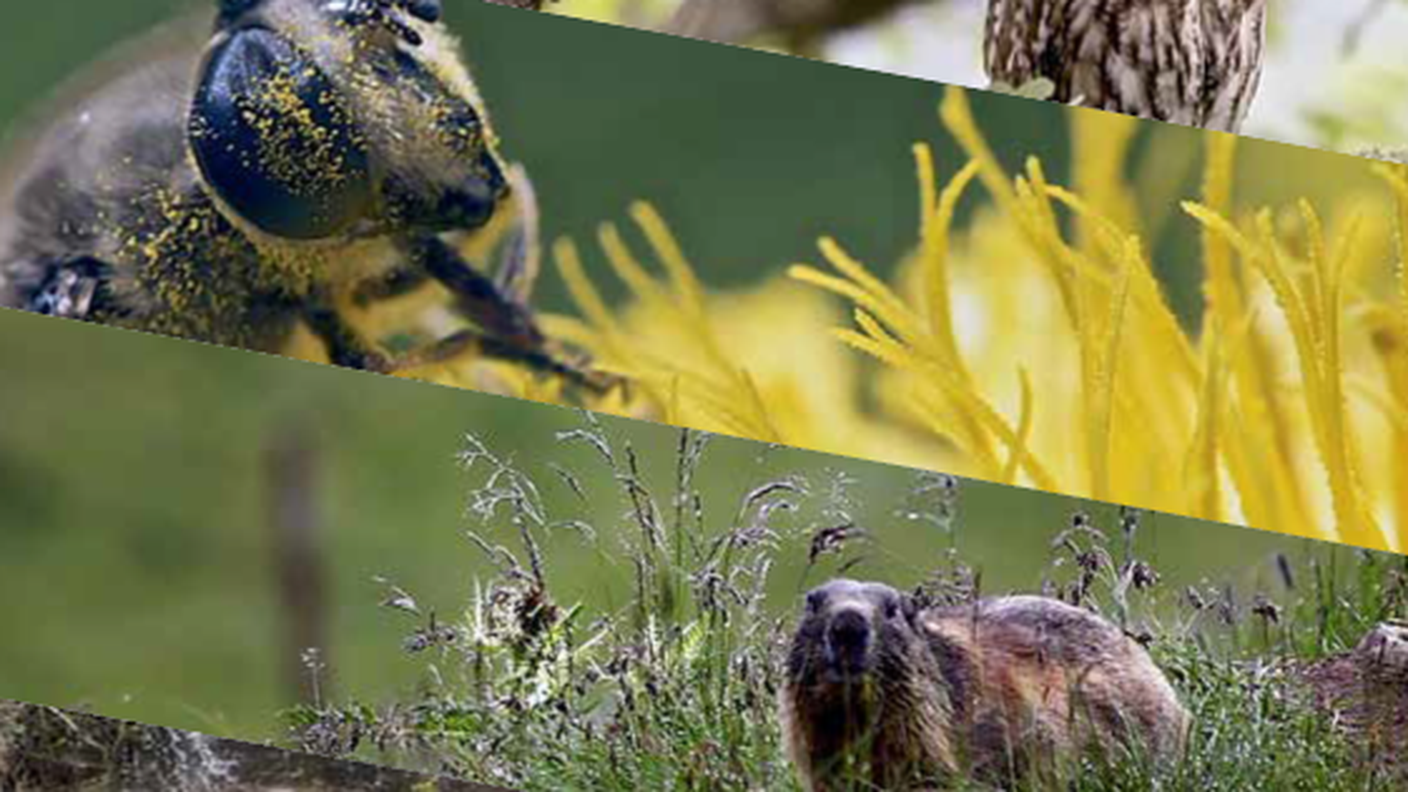 Valle di Lodano scrigno di biodiversità