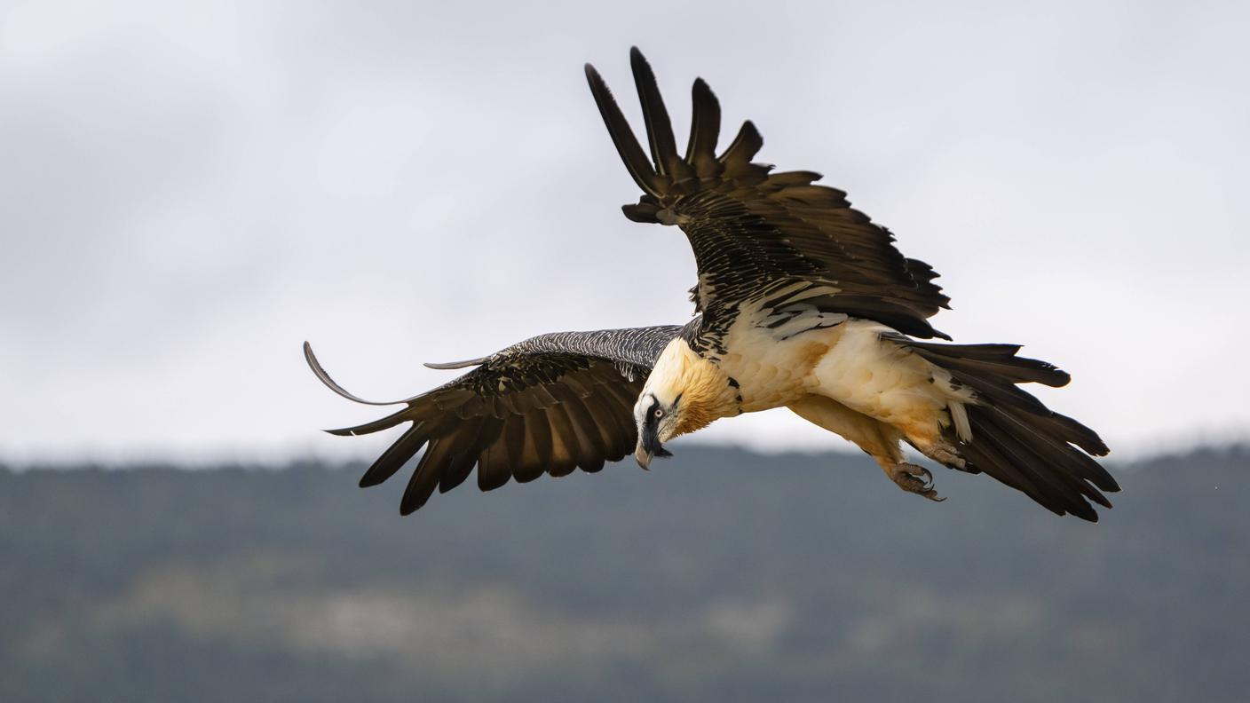 Gypaetus 