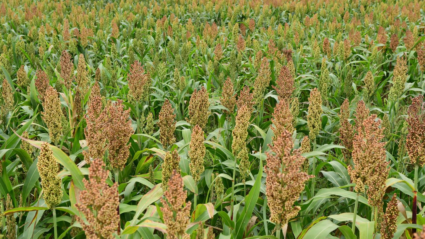sorgo