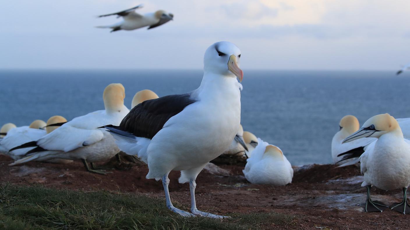 Albatri e Berte
