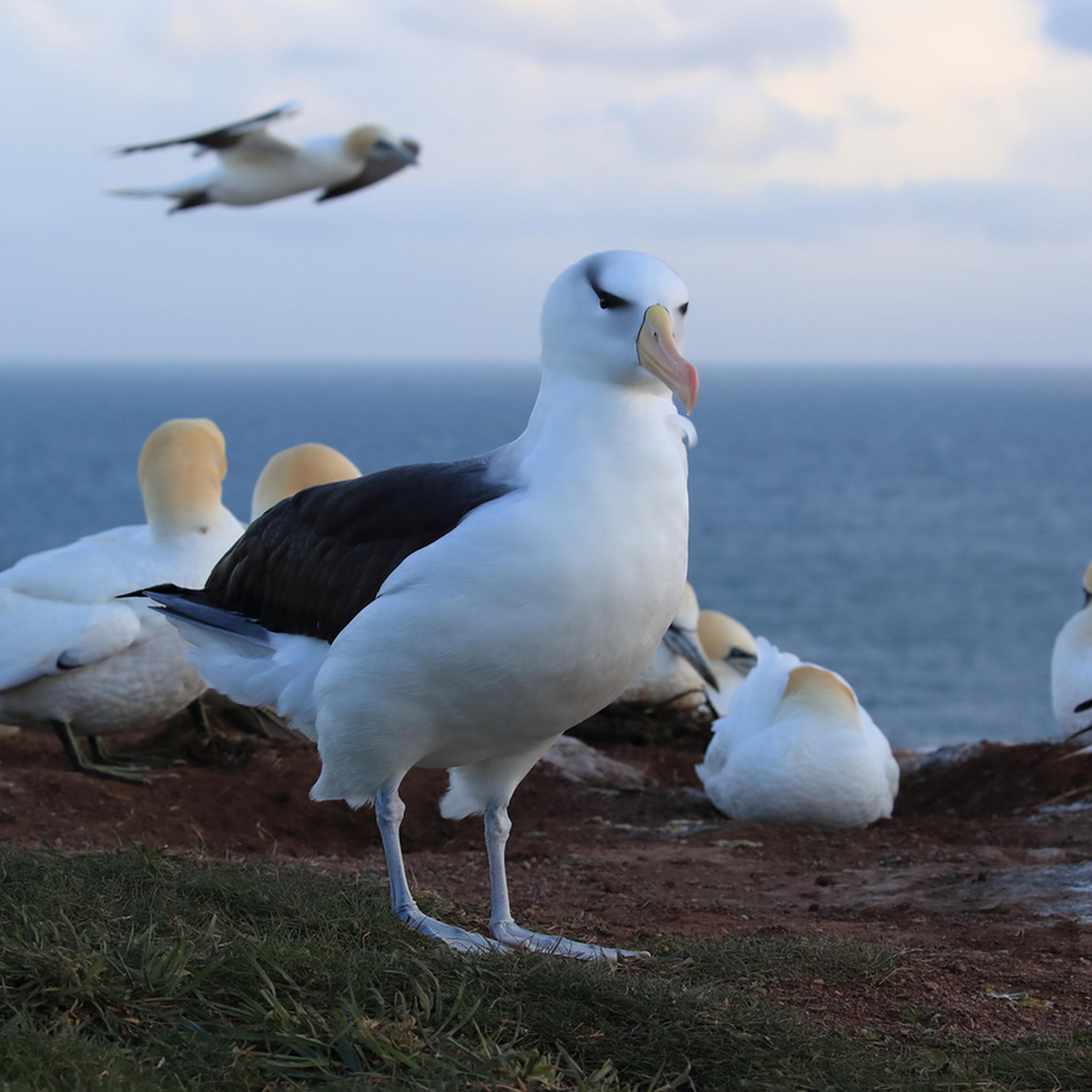Albatri e Berte