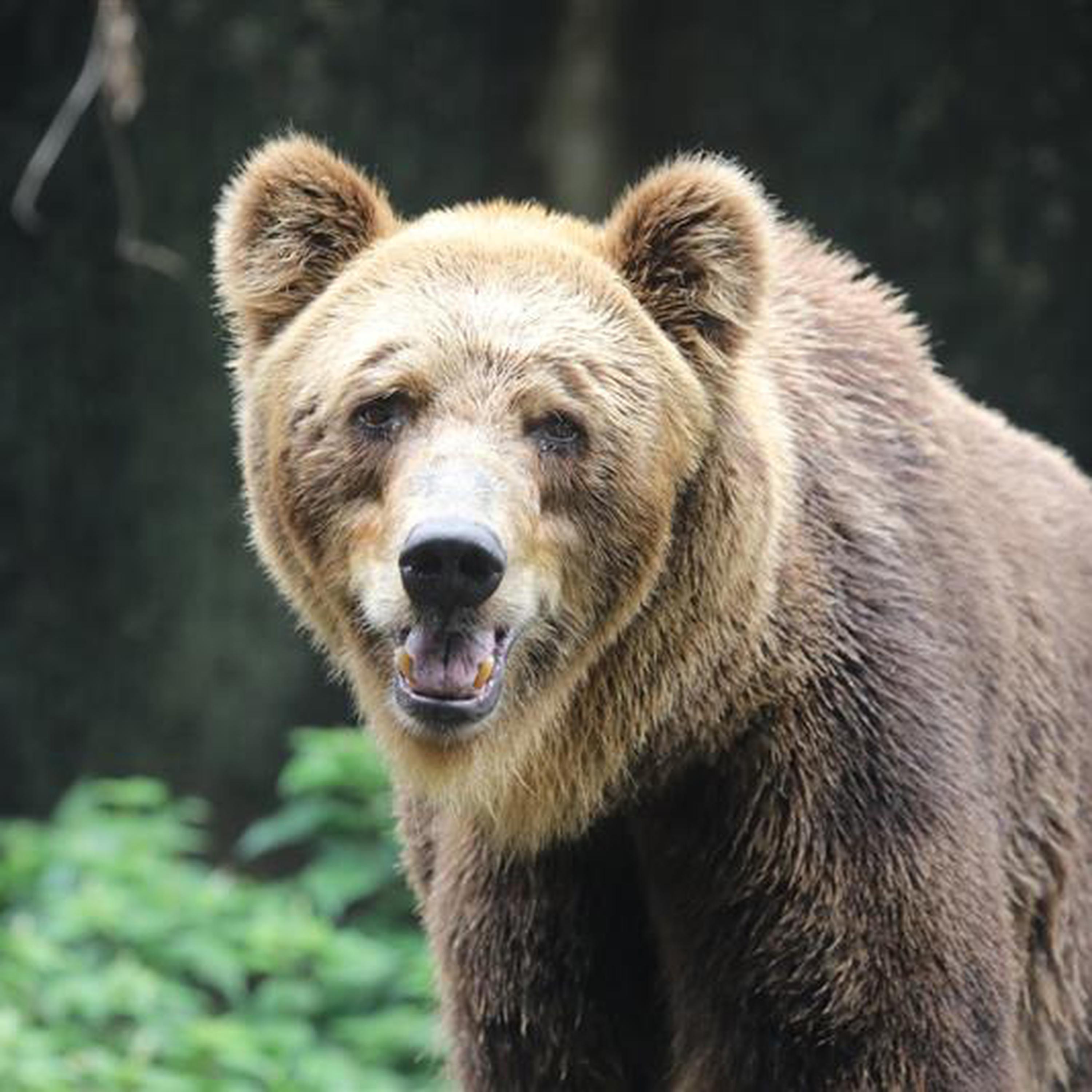 Uomo e orso: prove di coesistenza