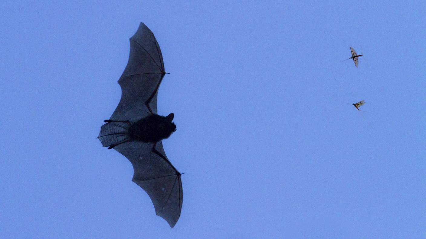 Pipistrello