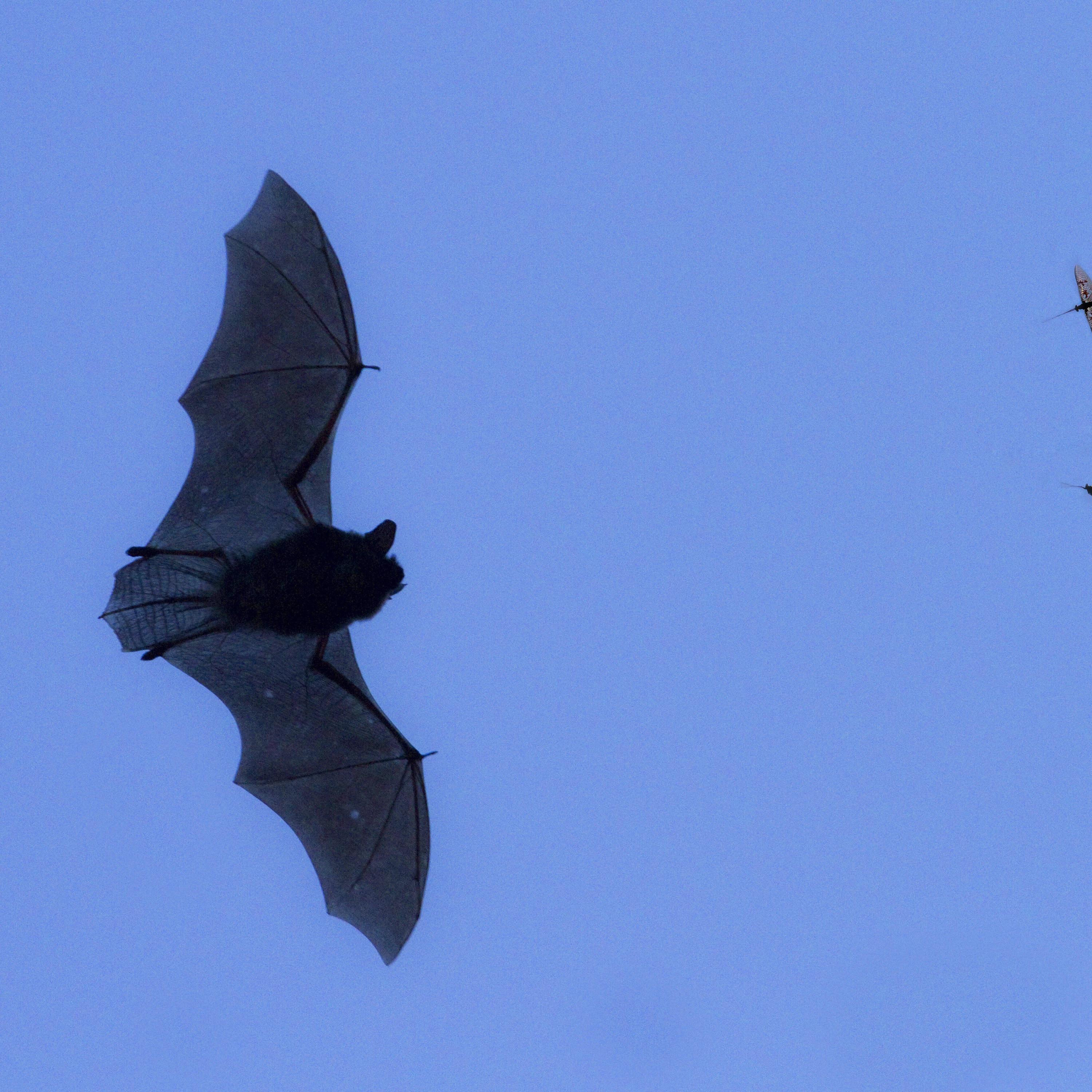 Castori e pipistrelli