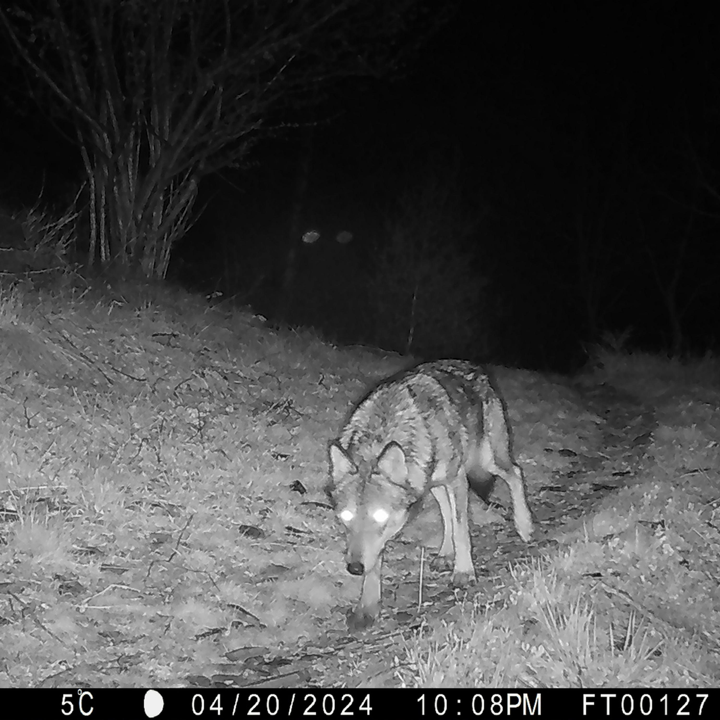Lupo tra falsi miti e verità biologiche