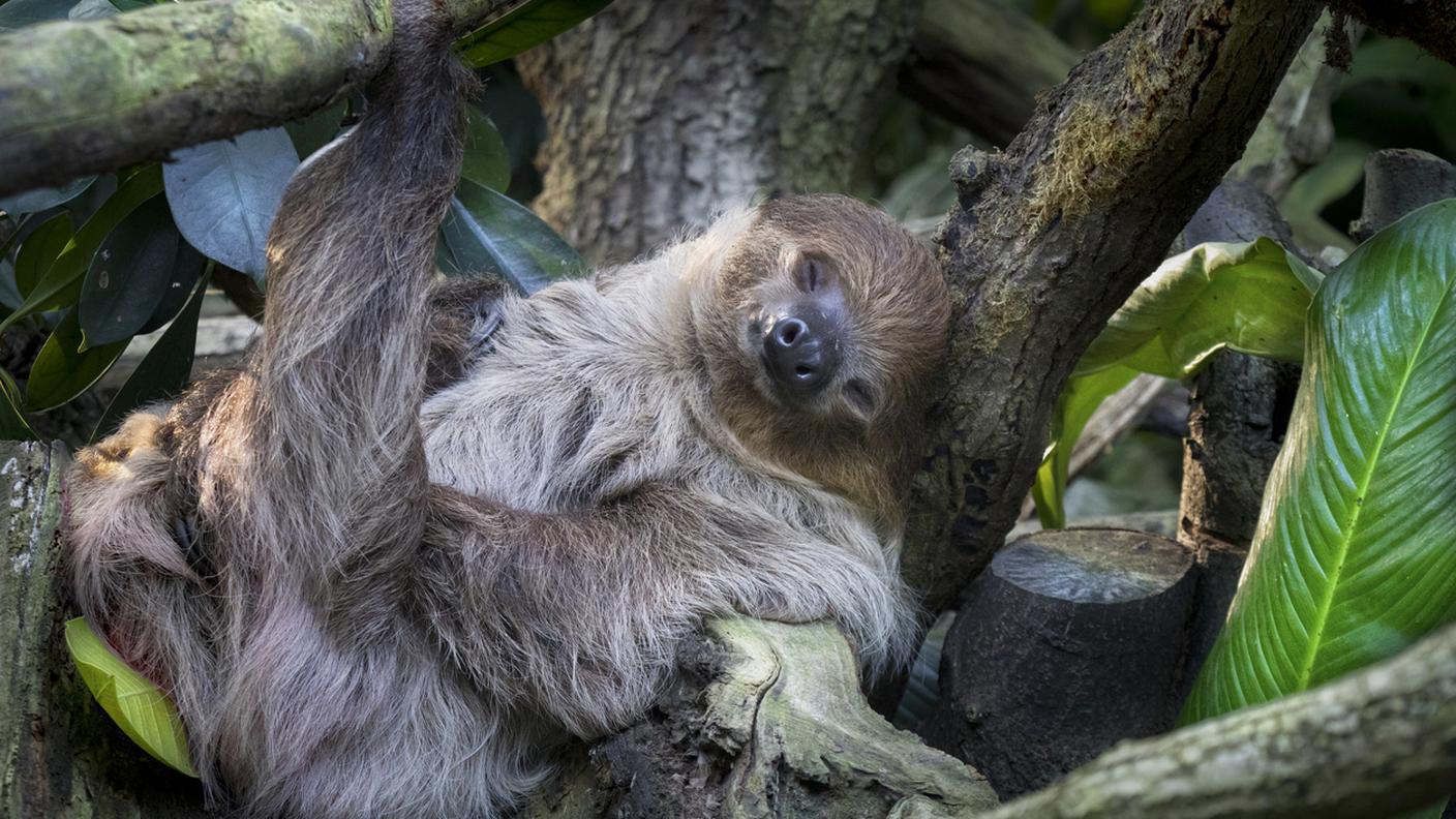 iStock-bradipo, amazonia