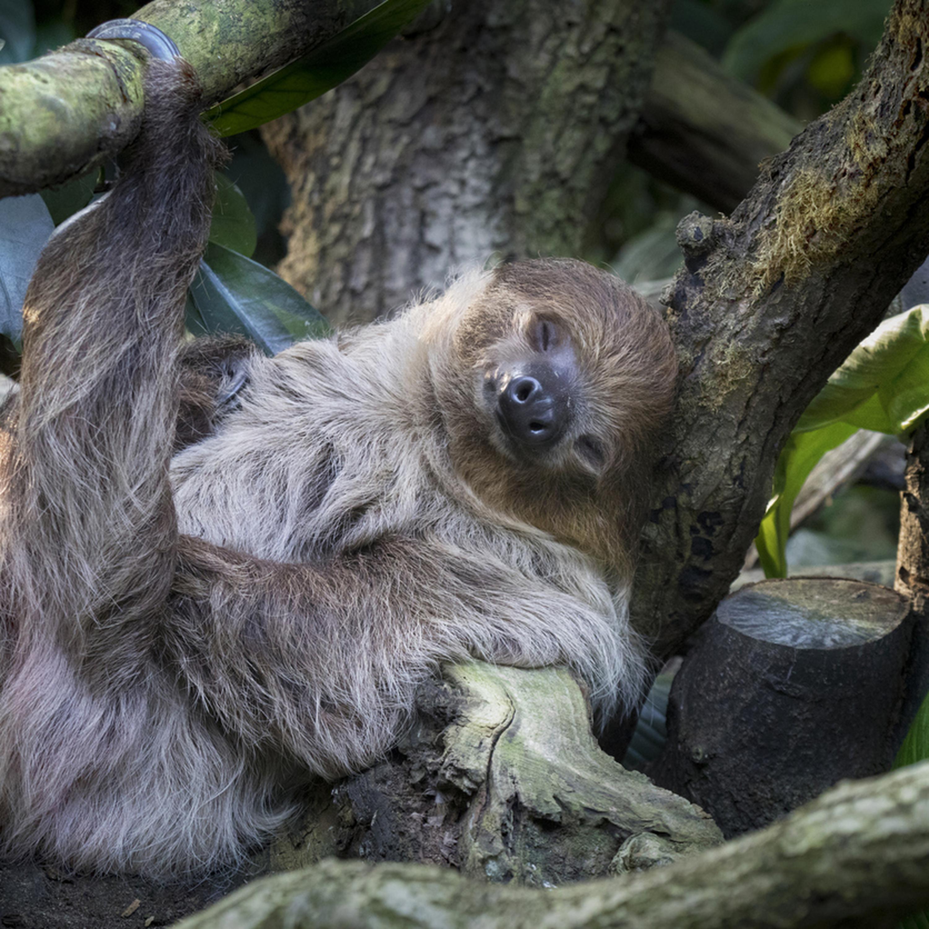 Dal bradipo all’anguilla