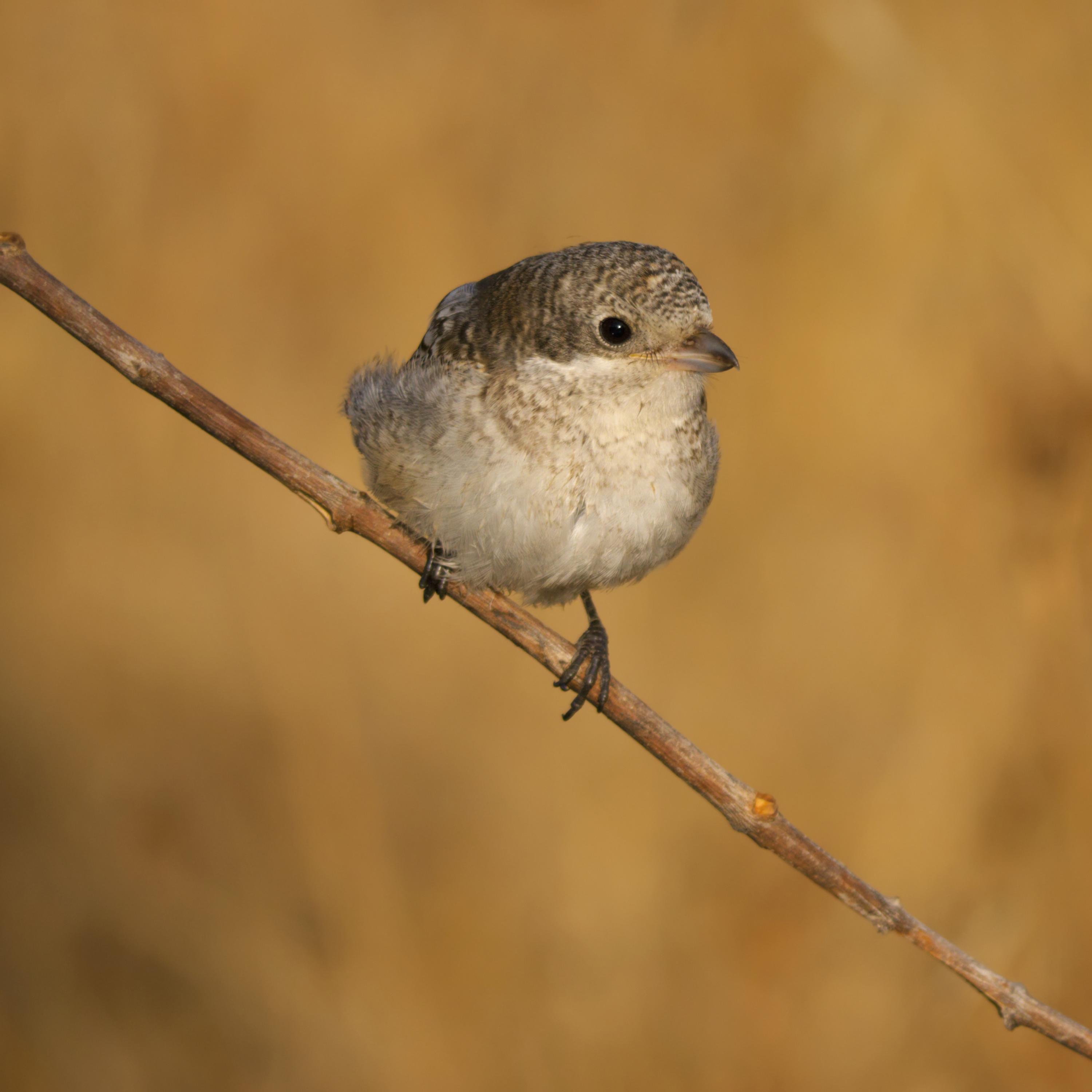 A spasso con l’ornitologia