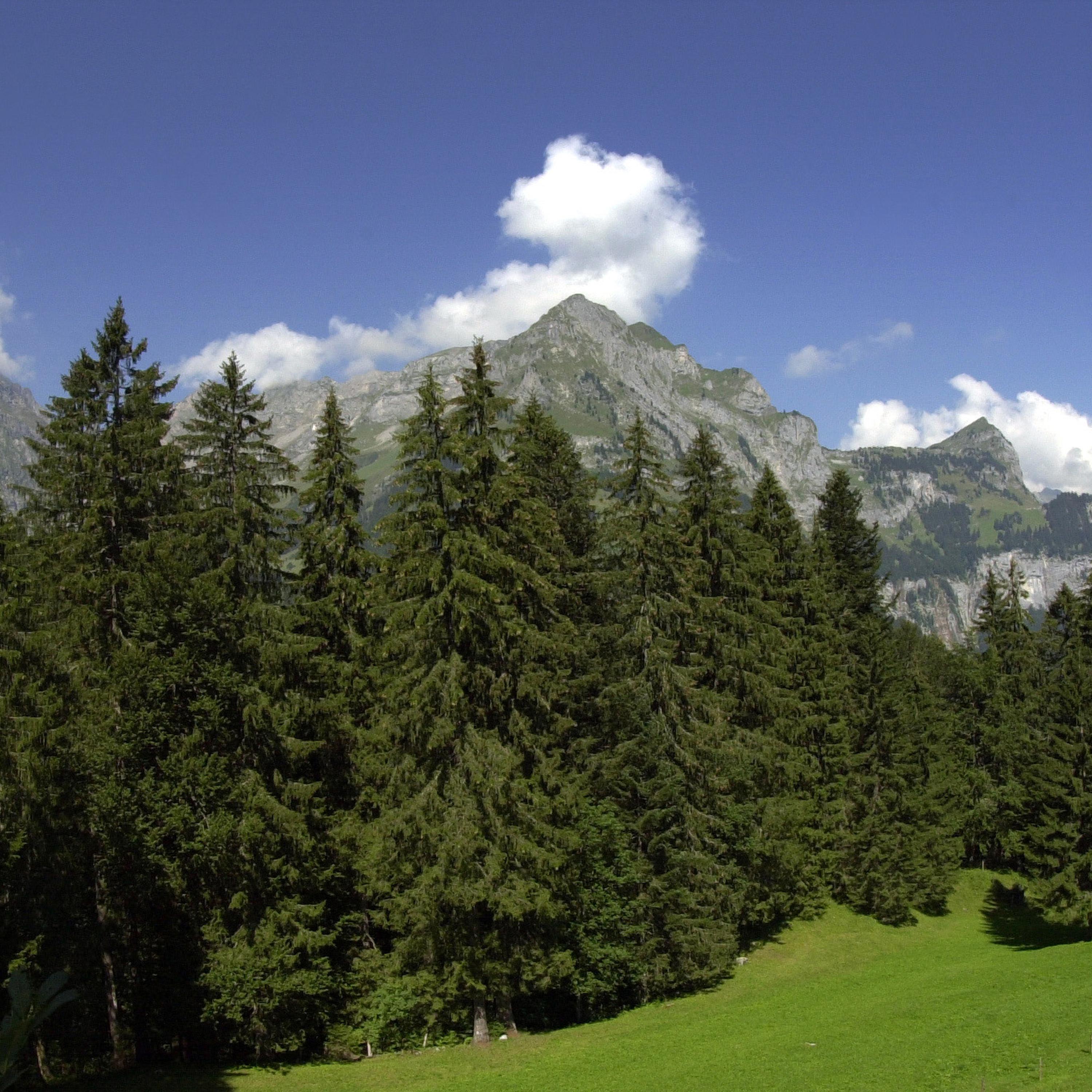 Giornata Mondiale delle Foreste: come stanno i nostri boschi?