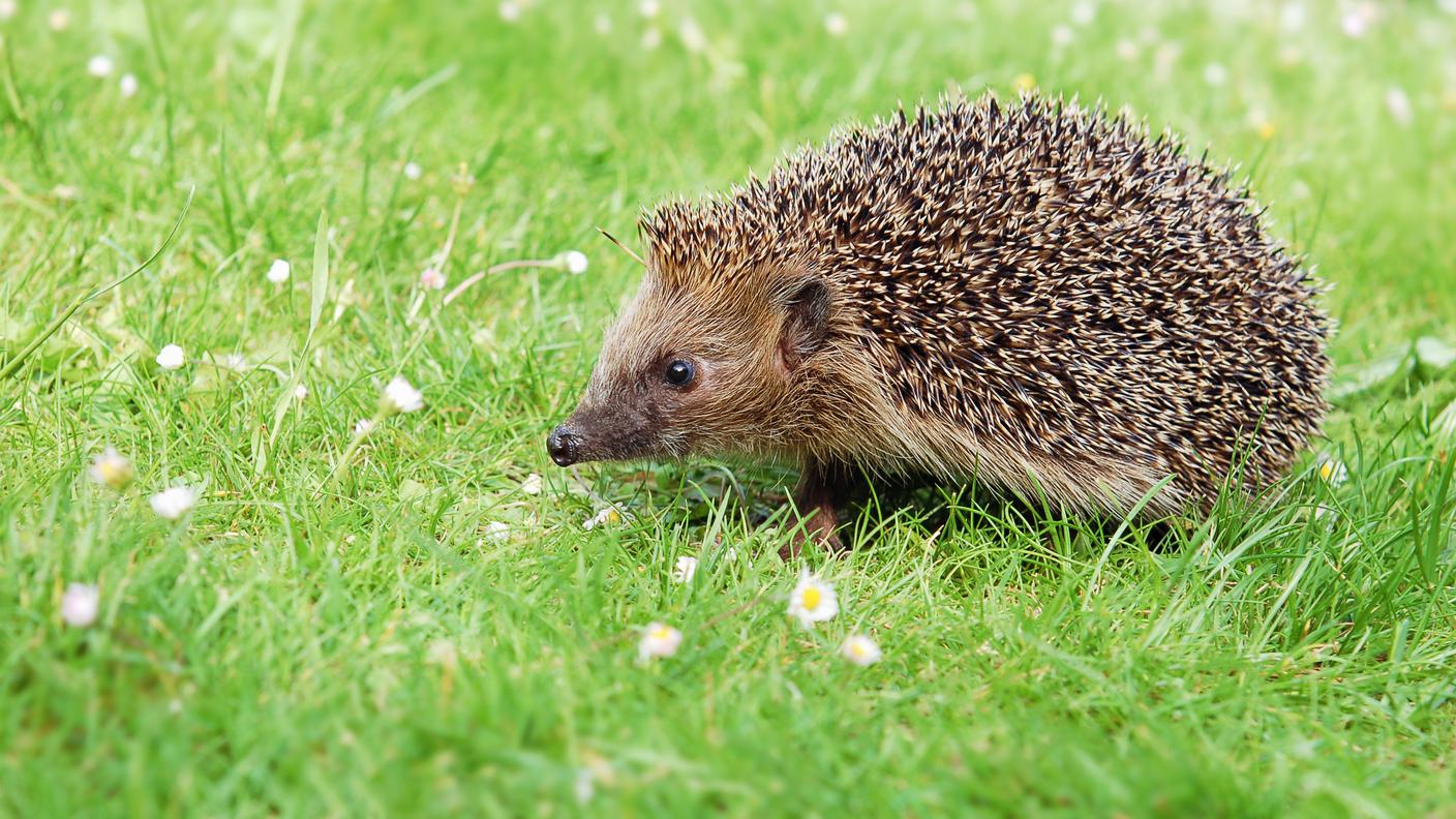 Erinaceus europaeus, riccio