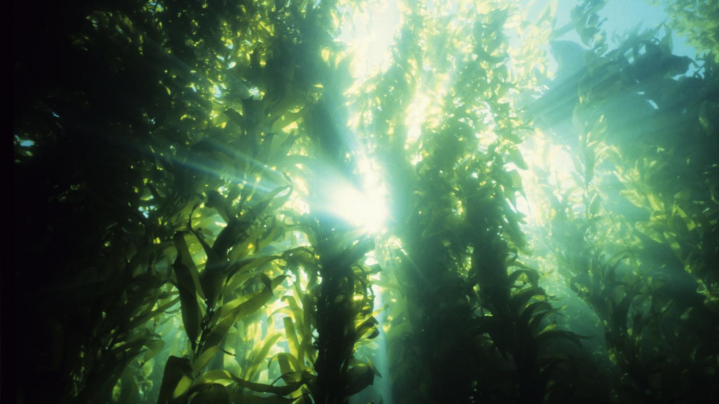 Foresta verde Alga bruna