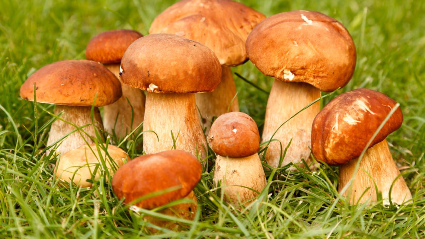 Porcini funghi