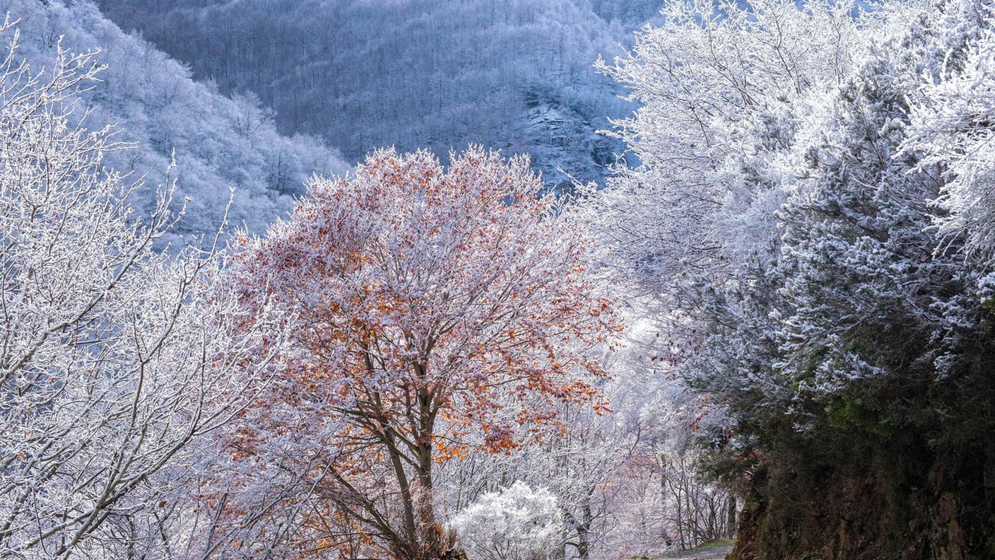 Gli alberi, testimoni del tempo