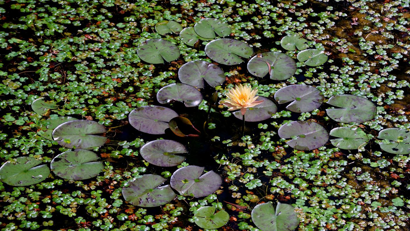 TiPress_Ninefee nello stagno del parco botanico delle Isole di Brissago.jpg